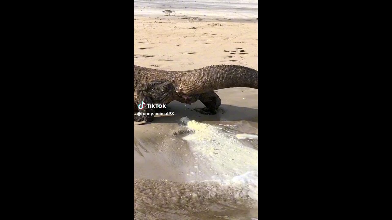 crocodile