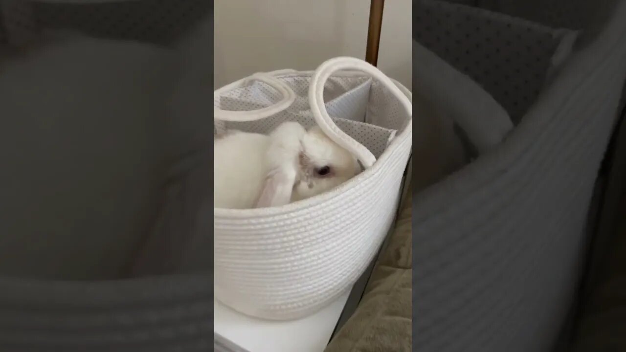 Cute bunny in basket!!!!