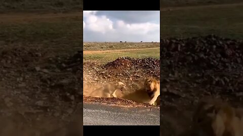 male #lion gets wrecked by female lion #nonsense #zoobox #goofy#shorts