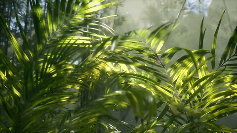 bright light shining through the humid misty fog and jungle leaves SBV 338659167 HD