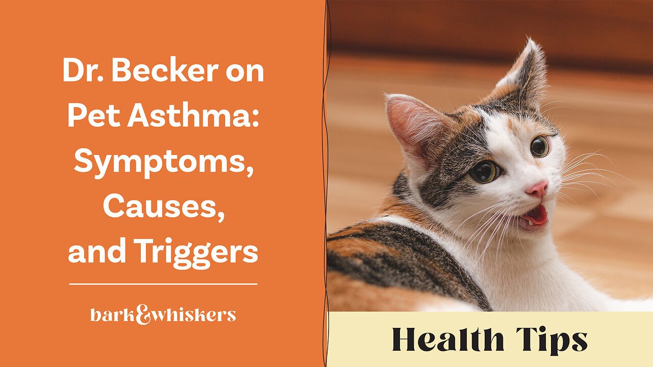 Dr. Becker on Pet Asthma: Symptoms, Causes and Triggers