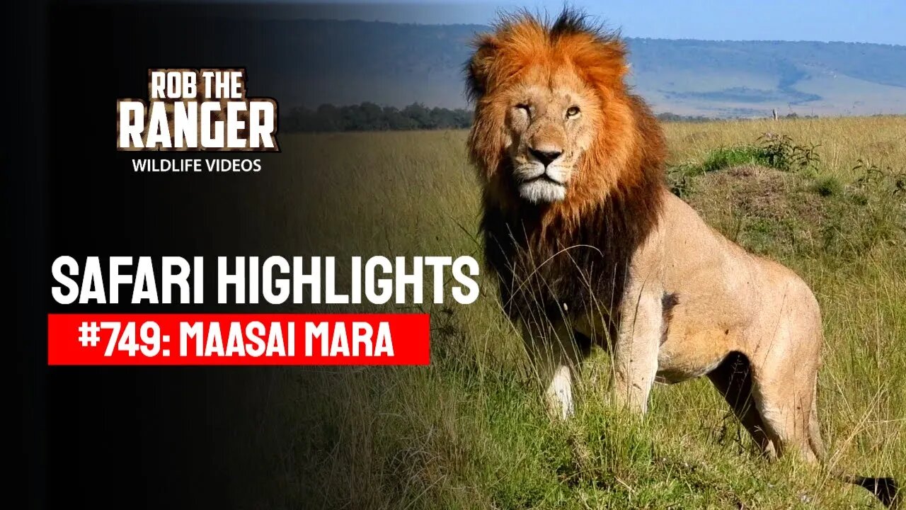 Safari Highlights #749: 02 February 2023 | Maasai Mara/Zebra Plains | Latest Wildlife Sightings