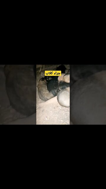 جراء كلاب صغيرة كيوت روعة