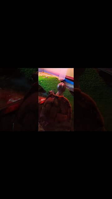 Wow Turtle! 🐢🐢🐢🐢