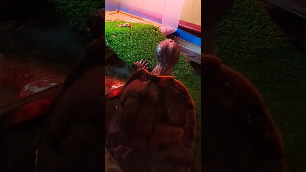 Wow Turtle! 🐢🐢🐢🐢