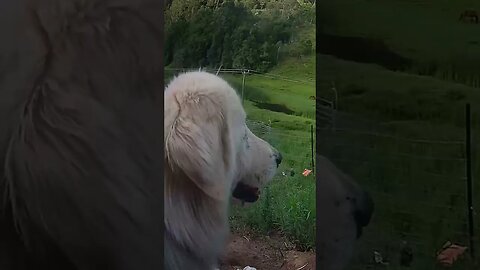 Maremma on guard duty