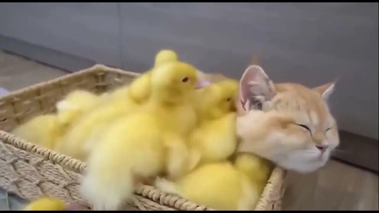 Relax with chicks #shorts Like 👍 and Subscribe
