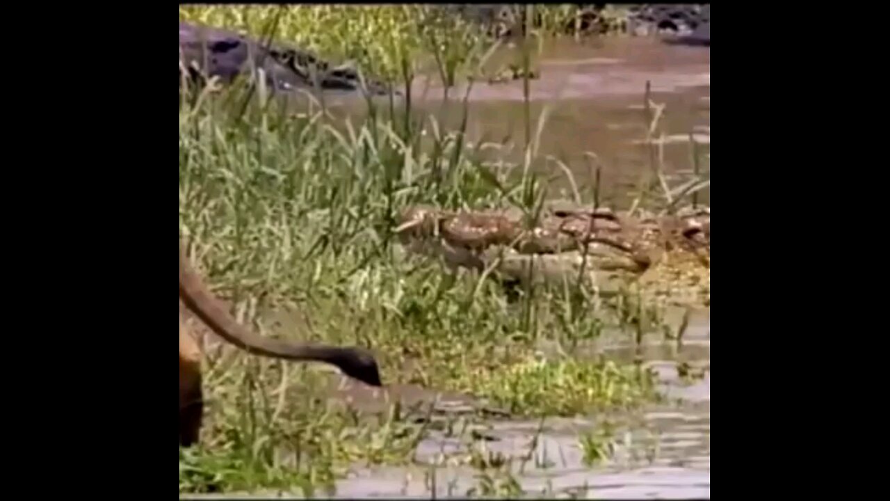 Lion Vs Crocodile