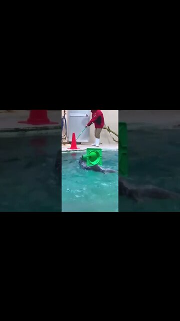 Little helper. Otter helps cleaners clean the pool.. #shorts