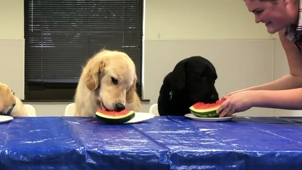 Puppies try watermelon for the first time ever