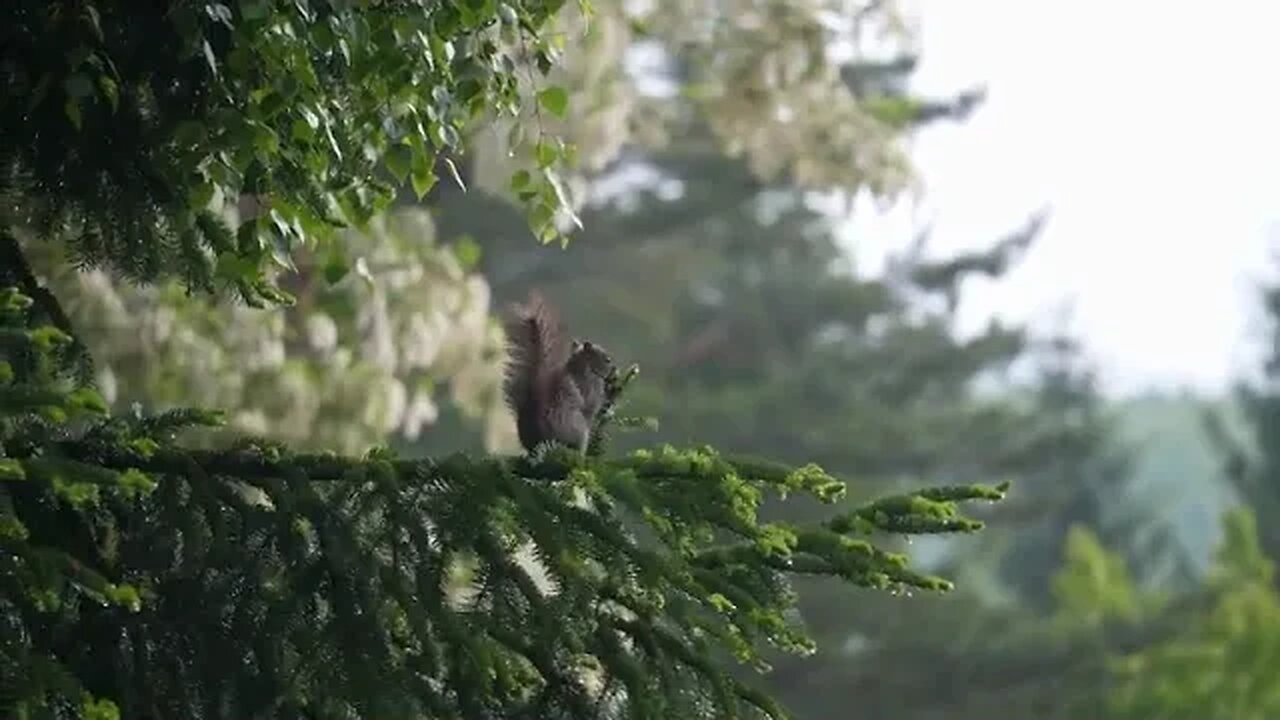 cute squirrel in a rain forest