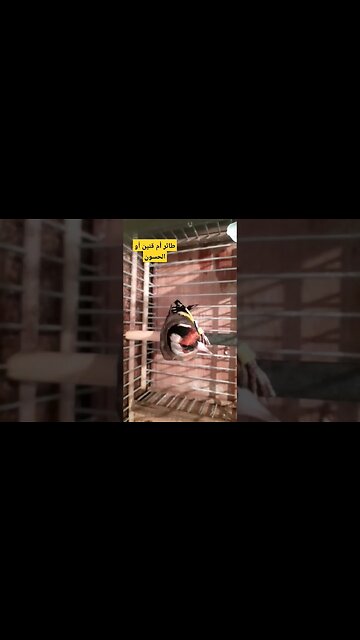 طائر أم قنين أو الحسون المغرد روعة مرحبا