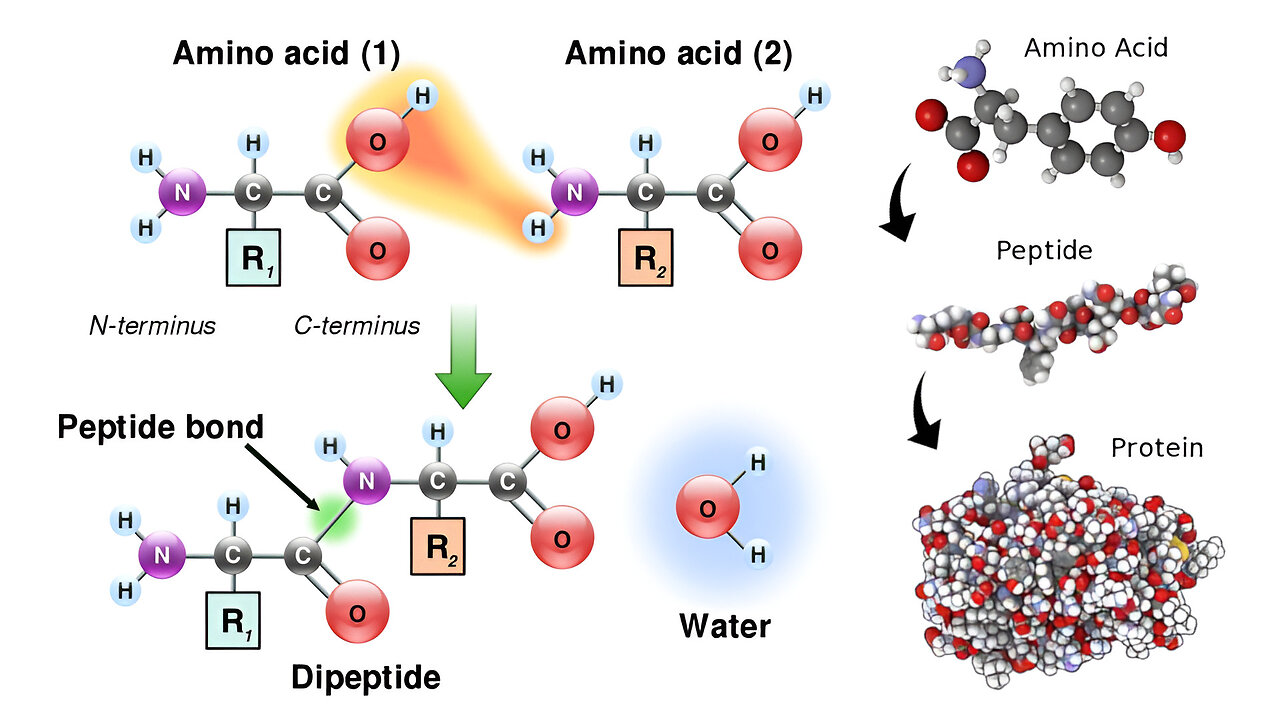 Organic Compounds: Amino Acids, Peptides, and Proteins