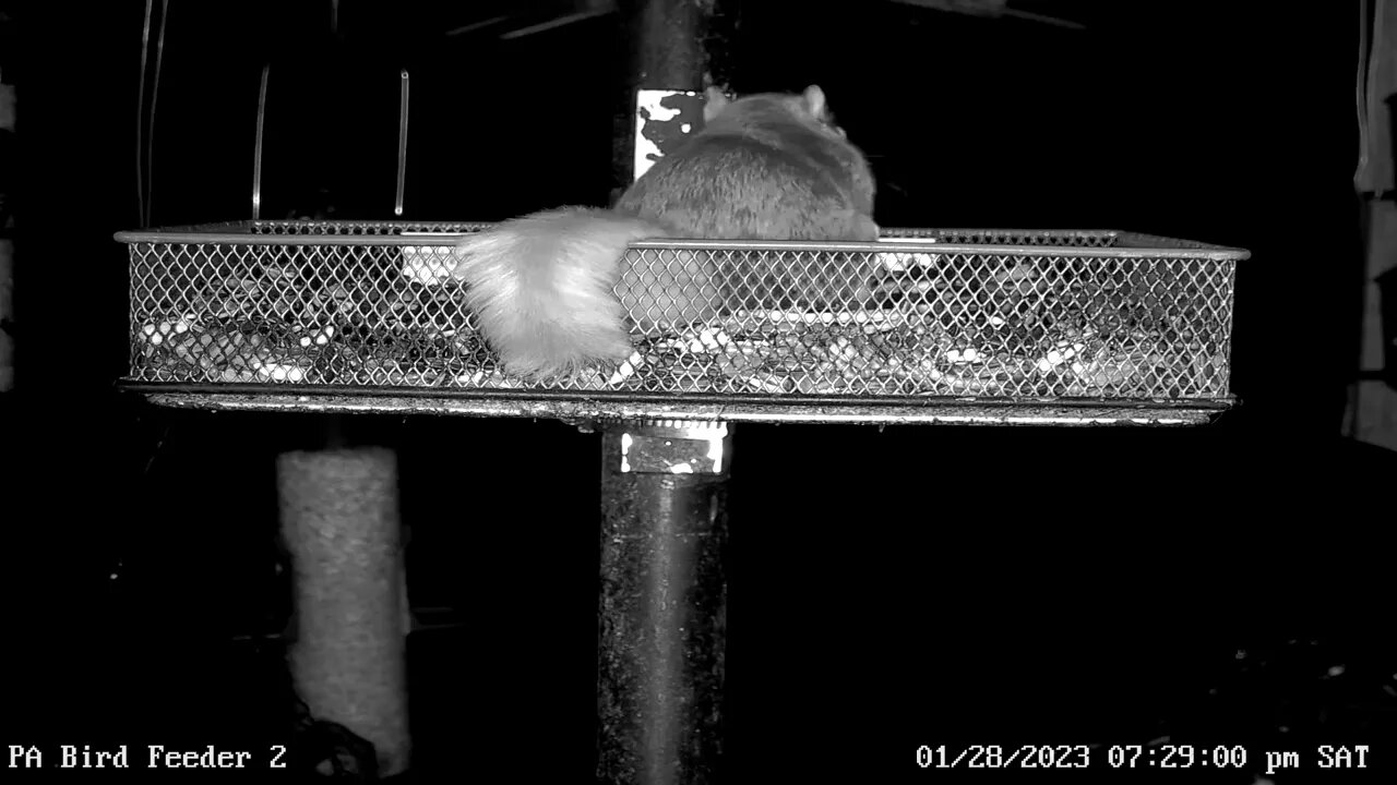 Two flying squirrels feeding at night on PA Bird Feeder 2 1/28/2023