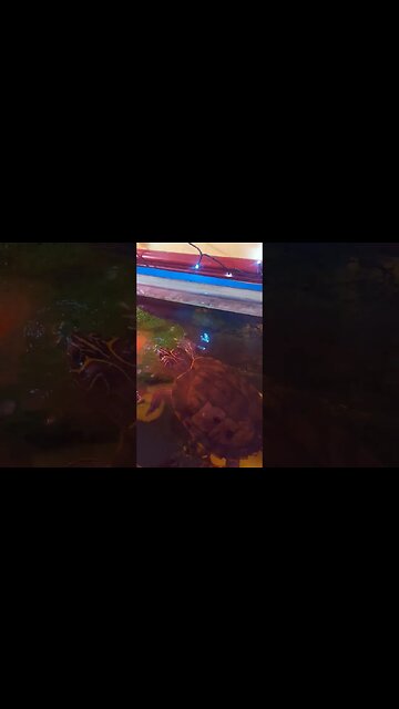 Never Getting A Snapping Turtle! 🐢 #PetSafety #pets