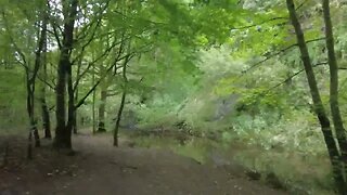 Fast Walk Through the woods