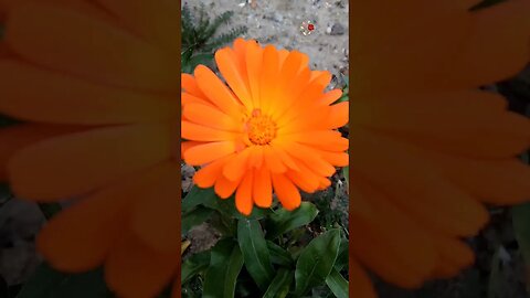 My Garden Please subscribe for simple easy Recipes