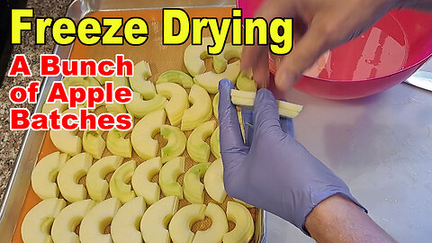 Freeze Drying Bunch After Batch of Apples