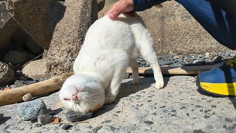 A cute cat on the beach purrs and lies down when you stroke its head