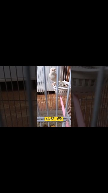 طائر الكناري الفيشر روعة