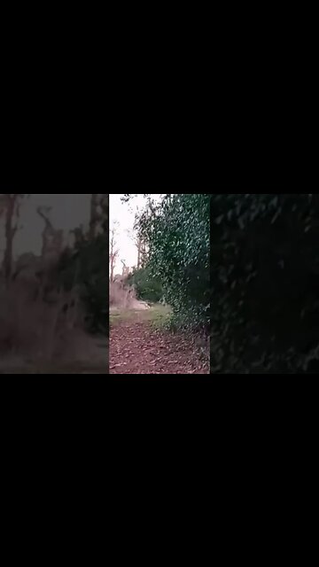 These Deer were chillin, but then This Happened #shorts #animals #nature