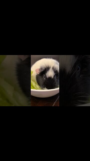 Guinea Pig salad #guineapig
