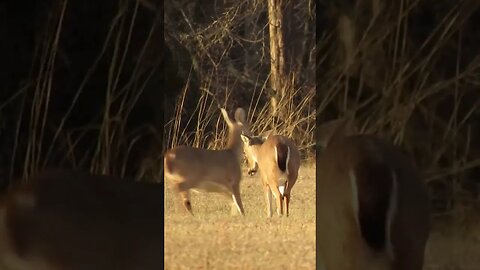 Deer at Chickamauga Battlefield