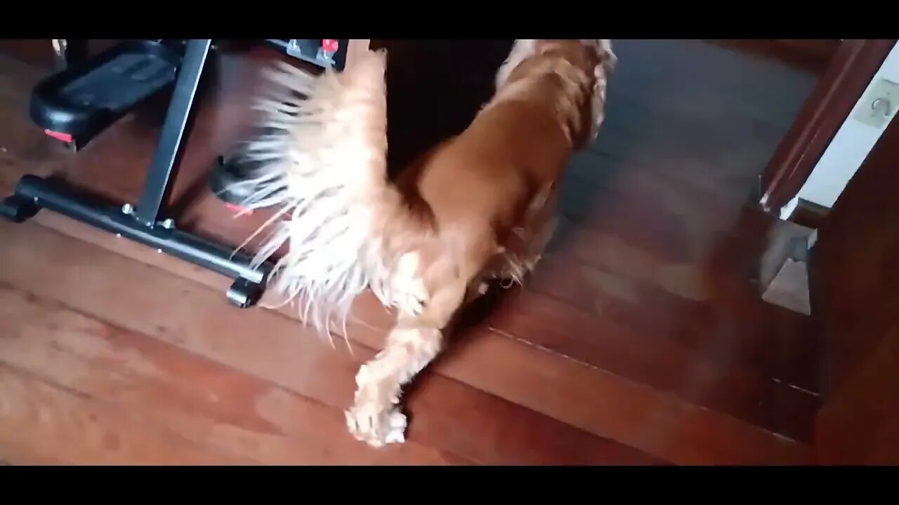 #dogshow , #animals , #dogs