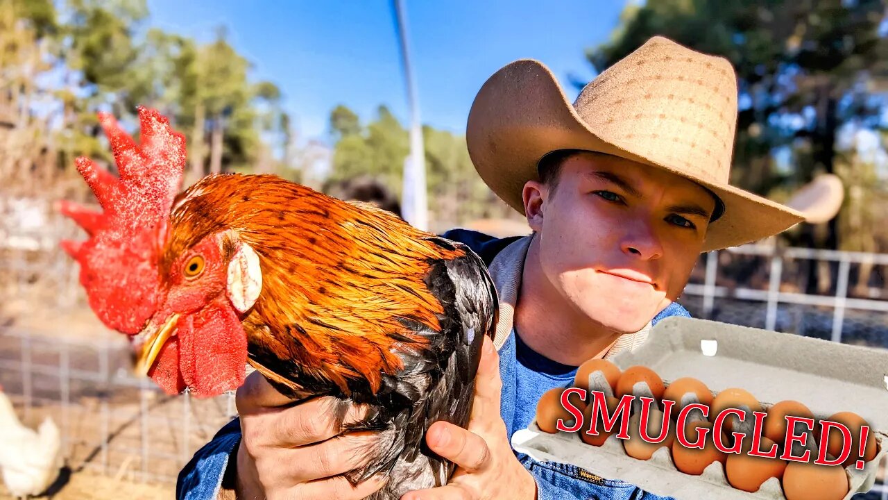 Smuggling EGGS Over The Border WARNING! • Transgender Chickens.....