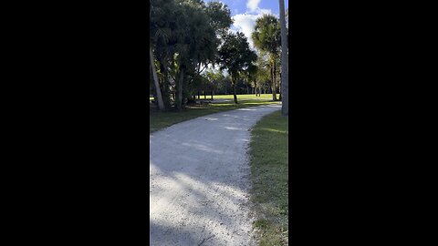 Deer eating and playing in the park