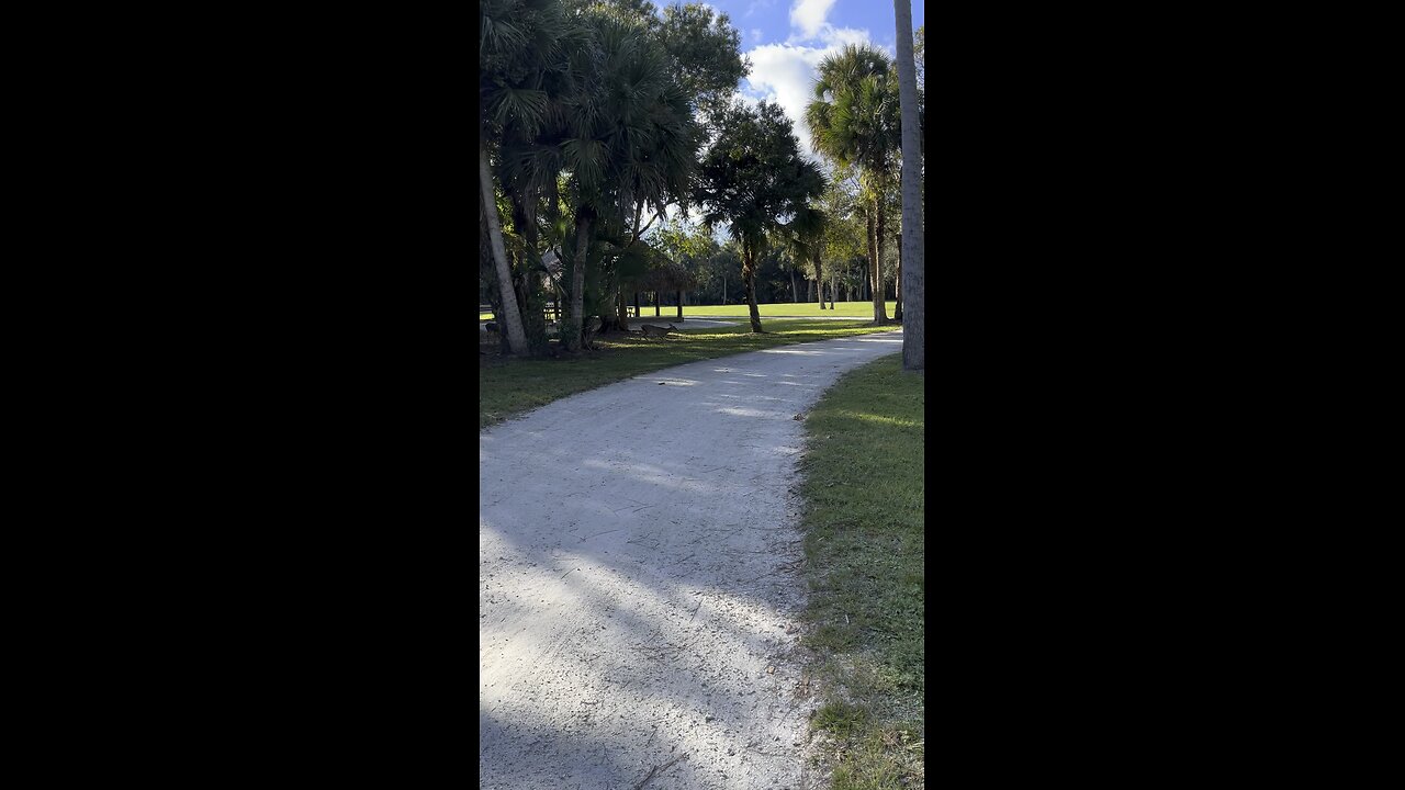 Deer eating and playing in the park