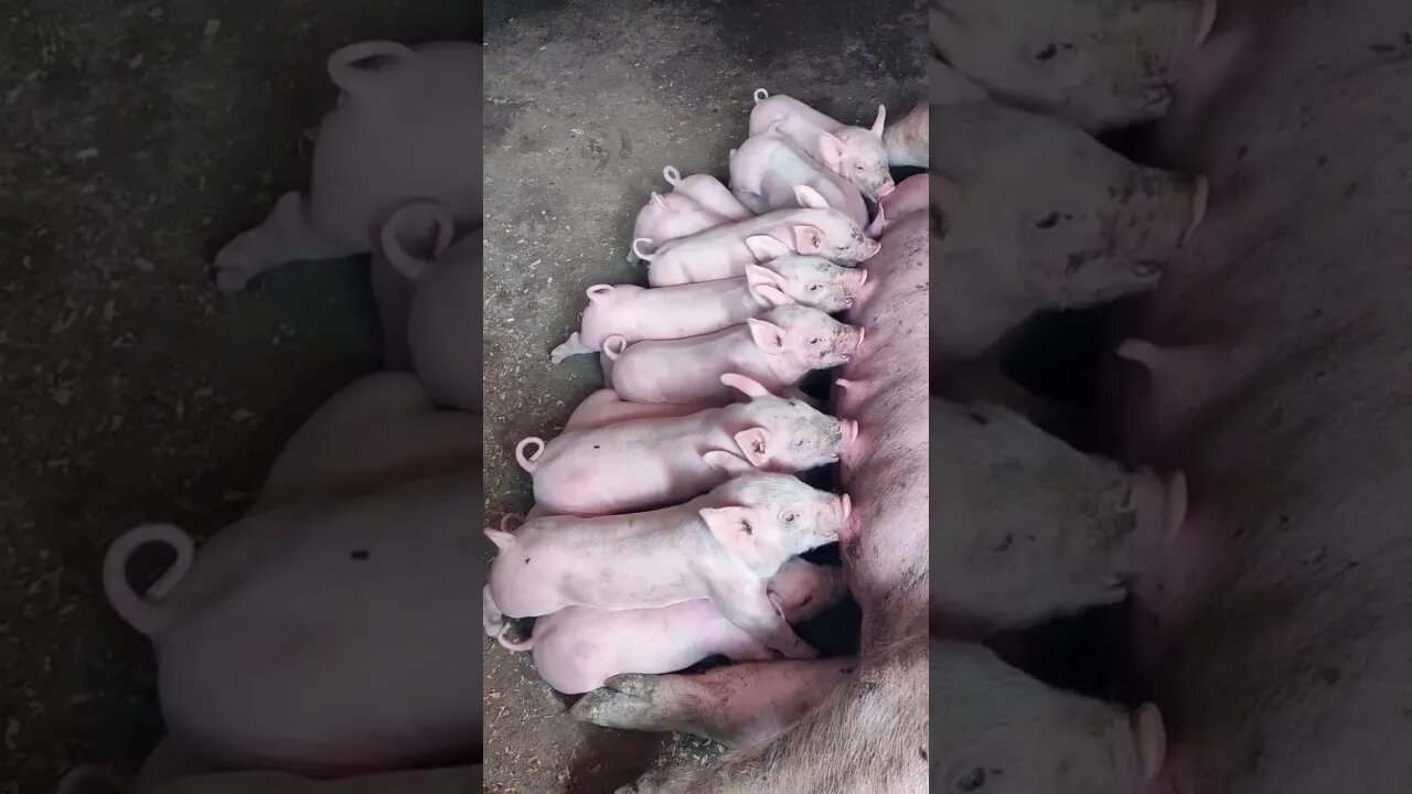 Mother's Pig Feeding her babies