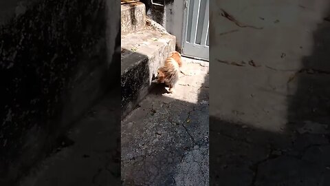 #dogshow , #animals , #dogs , #shorts