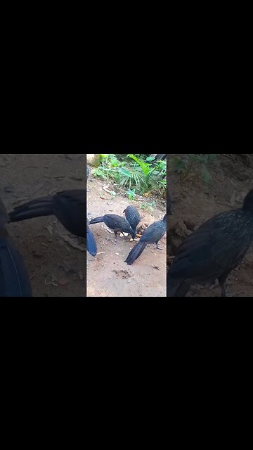 JACU E SEUS FILHOTES COM FOME EM BUSCA DE COMIDA