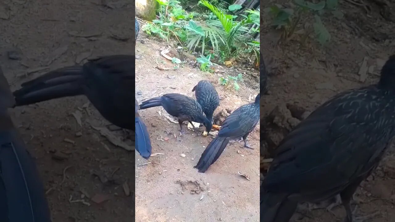 JACU E SEUS FILHOTES COM FOME EM BUSCA DE COMIDA