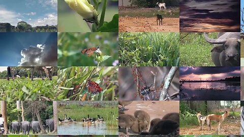 moving across multiple screens of wildlife and nature clips SBV 338666348 HD