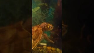 Turtle Vs Bloodworm #reptiles #pets #turtle