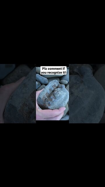Mystery Miocene fossil I found recently #fossil #mystery