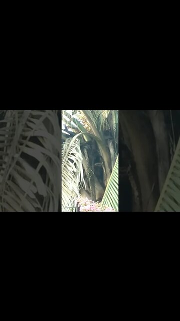 Ratitas en la Palmera #tacuarembó #uruguay (26/01/2023)