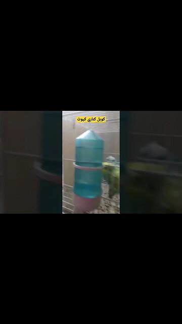 كوبل كناري كيوت روعة