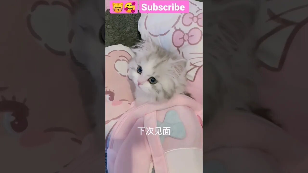 2023 OMG SO Cute Baby Cat ||😽🥰 - #shorts #shortsfeed #youtubepets_&_animals