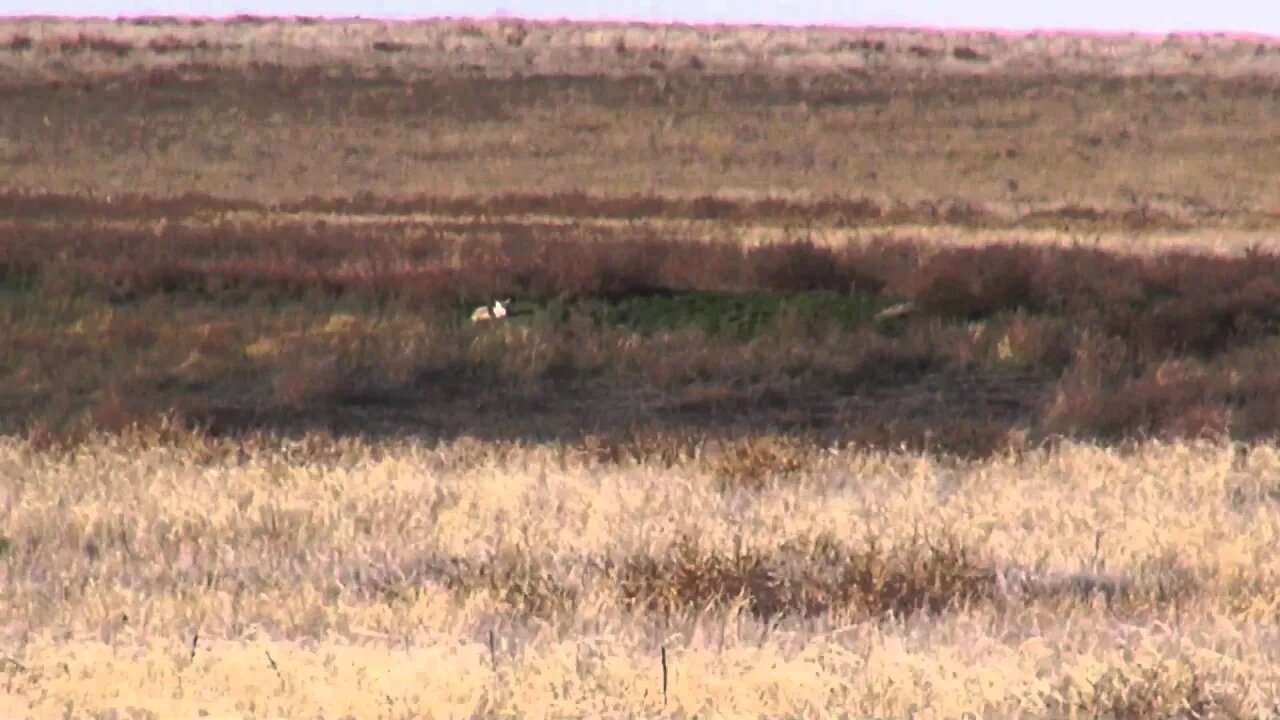 Sneaking up and shooting a coyote while sleeping!