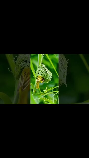 Nature A bird making House #unofficialstatus @unofficialstatus #nature #naturephotography
