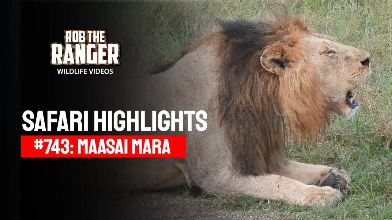 Safari Highlights #744: 24 January 2023 | Lalashe Maasai Mara | Latest Wildlife Sightings