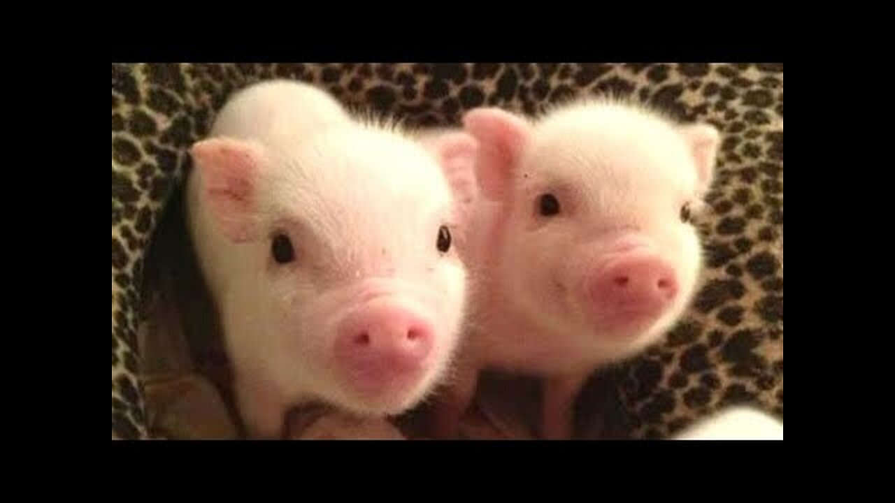 Cute Micro Pig | A Cute Mini Pig Videos Compilation