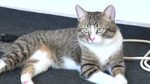 Cute Fluffy Cat