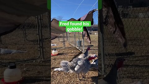 Fred, our Blue Slate turkey learned to gobble today! #funnyanimals #turkeycall #shorts