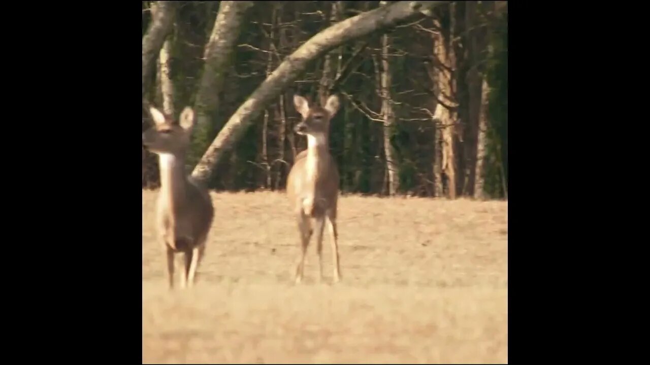 Herd of Deer