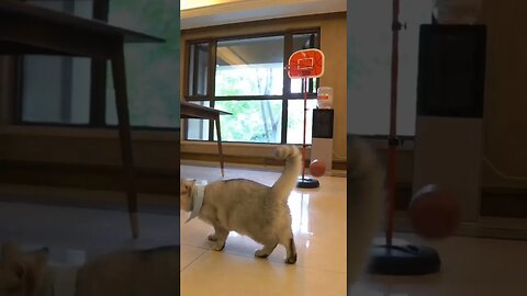 Unbelievable Cat playing basketball 🏀 #funny #cute #shortsfeed #ytshorts #cats #catplayingball