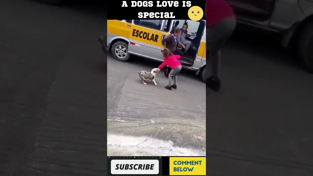 Dogs Over Cats They Just Love Different #shorts #nomadradio #viral #tiktok #funny #pets #pet #dog